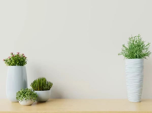 The Psychological Benefits of Indoor Plants